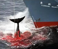 Whale hunting endangered species