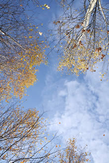 Compared to the 2008 photo, more leaves remain on trees in late
September 2009.