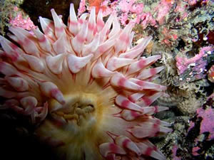 An anemone and warbonnet in Yankee Cove. Both species will likely use the new reefs.