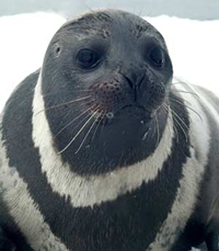 Ribbon Seal picture