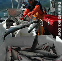 Chinook Salmon Interceptions Bring out Economic Hogwash