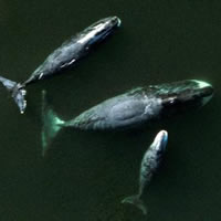 NOAA Fisheries Releases Bowhead Whale Hunt Document