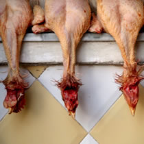 Bird Flu is more prevalent and fatal in Indonesia than anywhere else in the world, and, according to experts, must be stopped at the source.