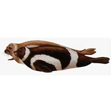 NOAA's Fisheries Service has accepted a petition from a California environmental group seeking protection under the Endangered Species Act for an ice seal called the ribbon seal that inhabits Alaska's Bering Sea.