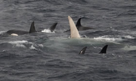 Fisheries biologists cruising the remote Aleutian Islands on a pollock survey caught sight of one of the North Pacific's rarest creatures: a white orca.