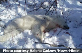 A polar bear was shot Thursday near Fort Yukon, over 250 miles inland from its normal habitat, after it was spotted eating lynx carcasses outside a resident's cabin.