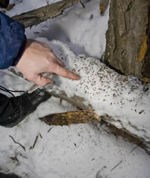 fungus gnats on the snow 