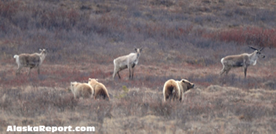 Bear - caribou rumble