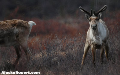 Caribou