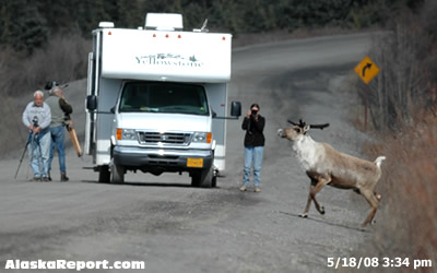 Caribou in Denali