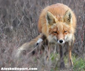 Red Fox