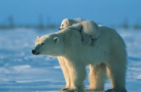 As I have said, I am disappointed with U.S. Interior Secretary Dirk Kempthorne's decision to list polar bears as threatened under the Endangered Species Act.  Measures are already in place to protect the polar bear.