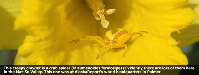 Yellow Spider