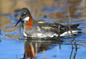 Red-necked Phalarope female.