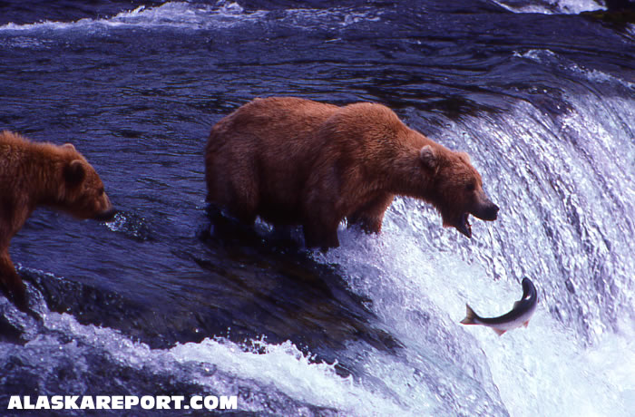 Grizzly Bears at Katmai National Park