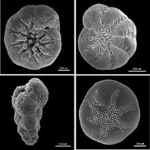 Sorting out when the colossal continental ice sheets swallowed the Far North and Far South, and when they chilled only one region at a time, is one of the knottiest problems in the study of paleoclimate.