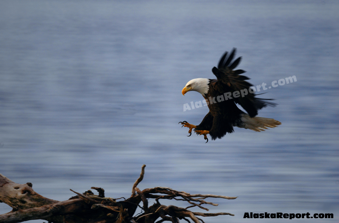 Bald eagle landing in Homer, Alaska