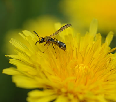 Bee