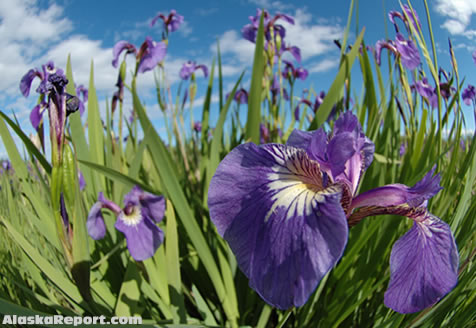 Iris field