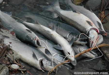 Kenai River Salmon
