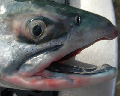 Kenai Salmon