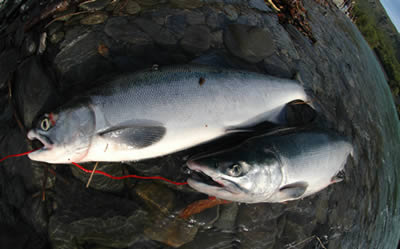 Sockeye Salmon