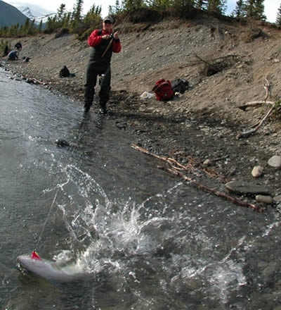 Russian River Sockeye