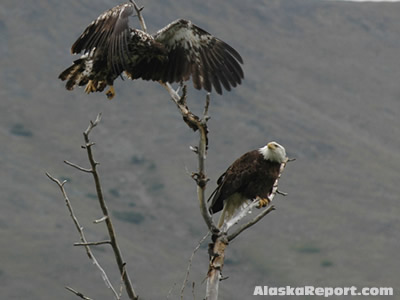 Eagles
