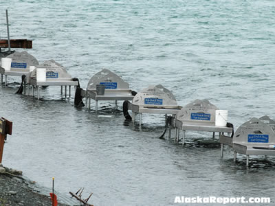 Fish Cleaning Station