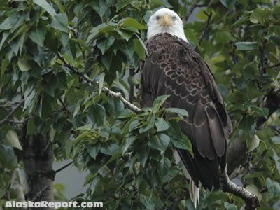 Eagle