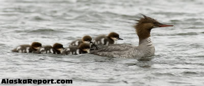Mergansers