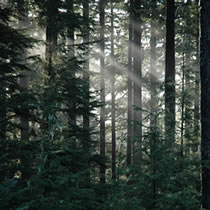 Tongass National Forest timber projects