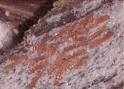Larvae of the red flat bark beetle hibernating on ice.