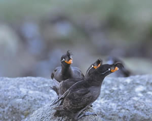Crested auklets in love