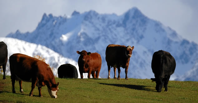 Cows and Lazy Mountain in Palmer, Alaska