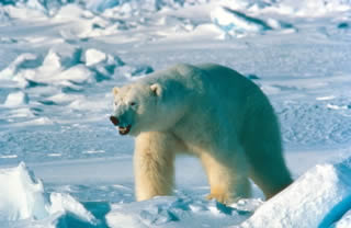 Polar bears depend on sea ice as a platform to hunt seals.