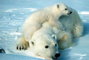 During the week when federal scientists predicted two-thirds of all polar bears would die out within decades due to shrinking summer ice cover, the Arctic cap continued the astounding meltdown into record territory.