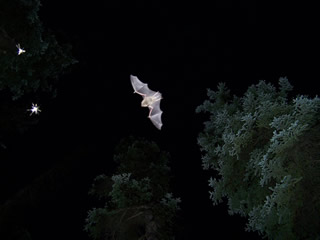 Alaska's most common bat: Myotis lucifugus, the little brown bat, photographed near Haines Junction in the Yukon