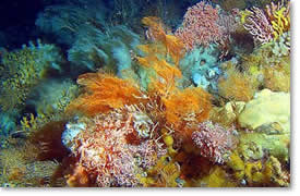 Ocean Floor