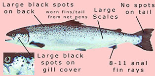 Atlantic Salmon