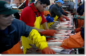 Cannery Workers