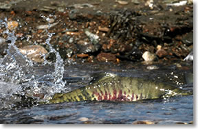 Chum Salmon