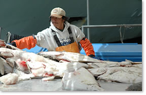 Alaska Halibut