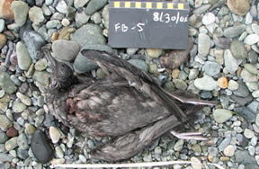 Shearwater