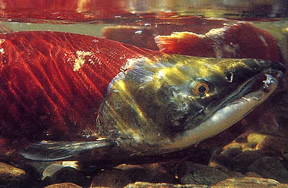 A former member and chairman of the Kenai-Soldotna Fish and Game Advisory Committee has proposed allowing anglers statewide to snag sockeye salmon.