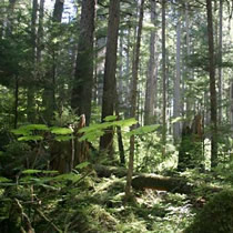 Alaska's Forest