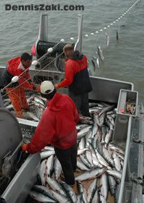 Bristol Bay Alaska