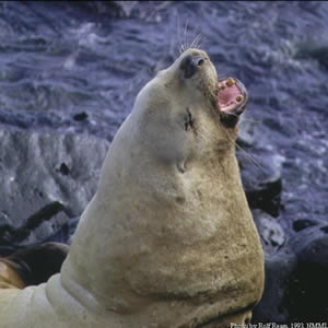 Summer counts of Steller sea lions along Alaska's rugged coast suggests the Far North's most endangered pinniped may be continuing a slow recovery that first appeared three years ago.