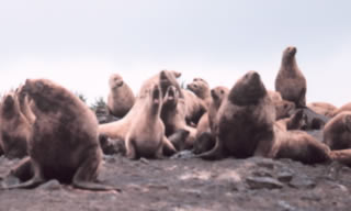 Sea lions on Middleton Island