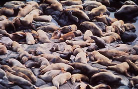 Steller sea lions